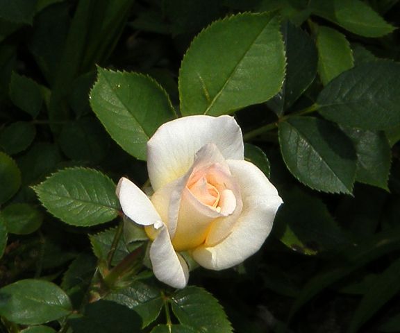 Yantai photo yan2012_06060002.jpg